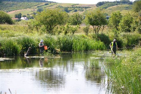 Life4delta Monitorujemy ryby na terenie śródlądowej delty rzeki Nidy