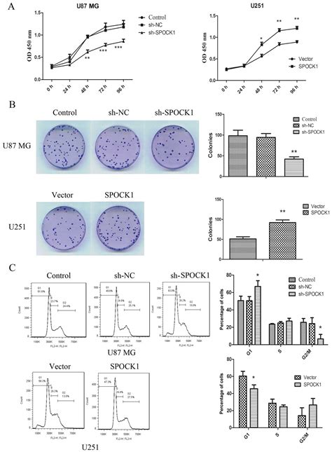 Spock1 Promotes The Proliferation Migration And Invasion Of Glioma