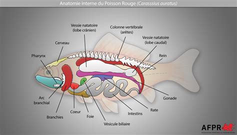 Anatomie du poisson rouge Association Française du Poisson Rouge