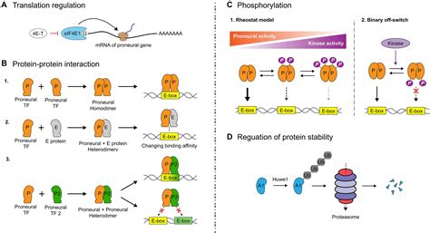 Frontiers New Insights Into The Intricacies Of Proneural Gene