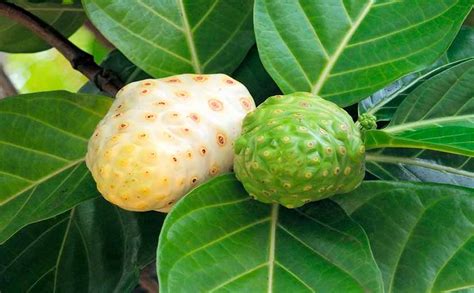 Noni la fruta tropical que te sorprenderá por sus beneficios Noni