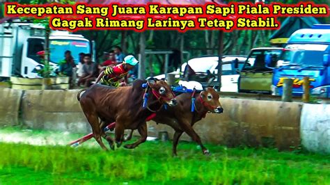 Kecepatan Sang Juara Karapan Sapi Piala Presiden Gagak Rimang Larinya