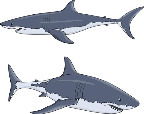 Two Vector Sharks In Cartoon Style Vector Art At Vecteezy