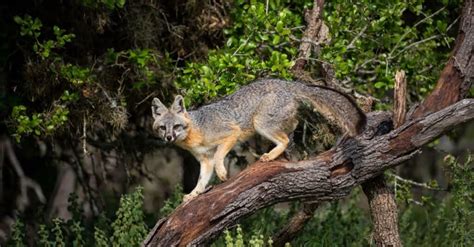 Foxes In Pennsylvania 2 Types And Where They Live A Z Animals