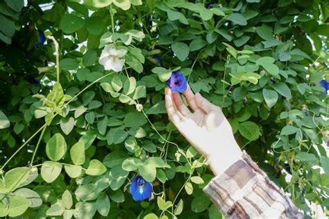 Coleta Manual De Flor De Ervilha Borboleta Ervilha Azul Clitoria