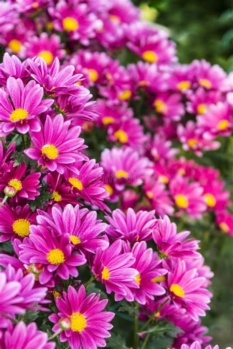 Purple Chrysanthemum Stock Image Image Of Botany Details 63306329