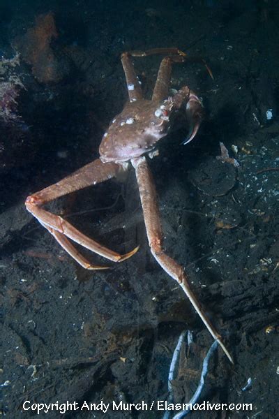 Tanner Crab pictures - images of Chionoecetes bairdi