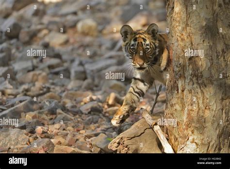 Wild Indian Tiger Cub Staring At The Camera From Behind A Tree On A