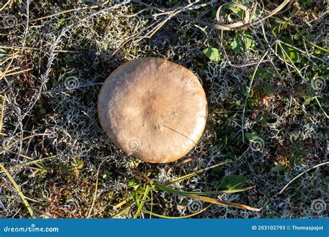 Edible Brown Mushroom Stock Image Image Of Ocean Gathering 203102793