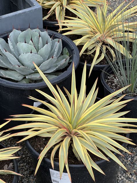 Designer In The Nursery The Ruth Bancroft Garden Nursery