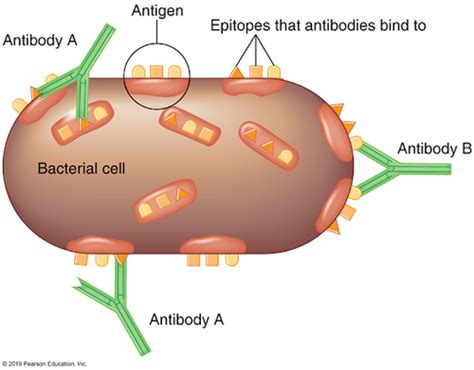 Microbiology Exam Adaptive Immunity Flashcards Quizlet