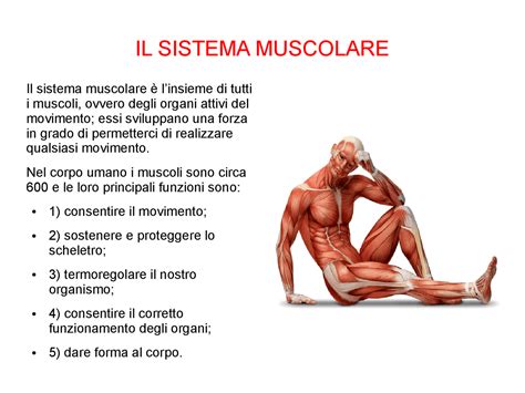 Funzioni E Organi Del Sistema Muscolare