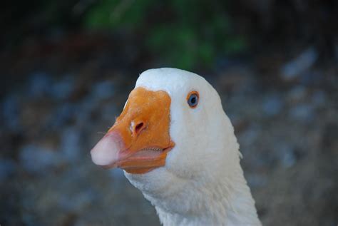 Fotos Gratis Naturaleza Pájaro Ala Blanco Fauna Silvestre Pico