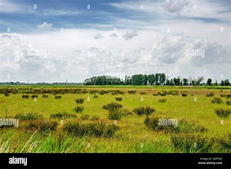 Paysage Avec Des Touffes Dherbe Dans Une Partie Marécageuse De La