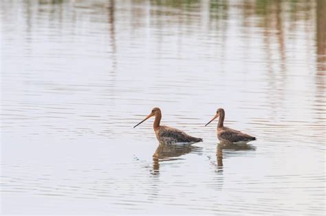 Premium Photo Black Tailed Godwit Limosa Limosa Wader Birds Foraging