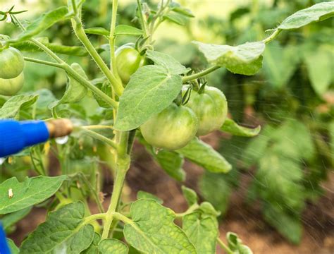 8 Ways to Kill Aphids on Your Tomato Plants