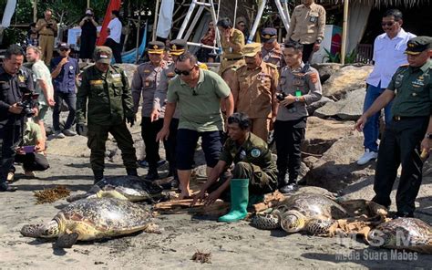 Kegiatan Pelepas Liaran Satwa Dilindungi Jenis Penyu Hijau Berlangsung