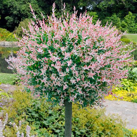 X Bomen Voor Kleine Tuin Homease