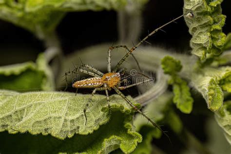 Adult Lynx Spider Stock Photo Image Of Nature Macro 264741092