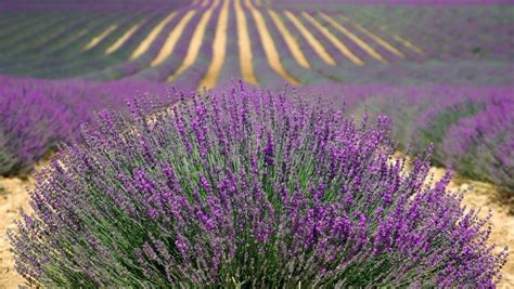 Piantare la lavanda in 12 passaggi tutto ciò che devi sapere e altro