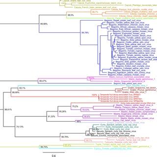 Midpoint Rooted Maximum Likelihood Phylogenetic Tree Based On The Cp