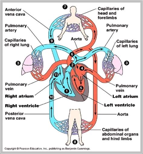 Circulatory System Function Image Anatomy System Human Body Anatomy