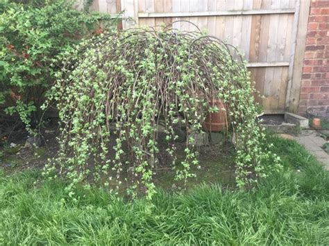 Dwarf Weeping Pussy Willow Tree Telegraph