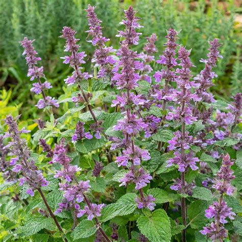 plant highlights nepeta gardenup