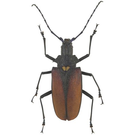 Brown Beetle Free Photo Download Freeimages