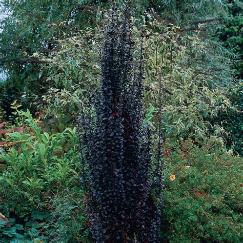 Japanese Barberry Helmond Pillar Berberis Thunbergii Mygardenlife