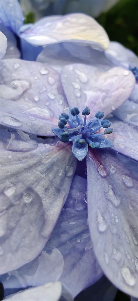 Agua Azul Congelado Flor Flor Azul Flores Makro Lluvia Fondo De