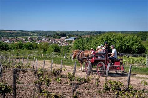 Balades En Calèche Dans Les Vignes Avec Les Attelages Des Caves Aux