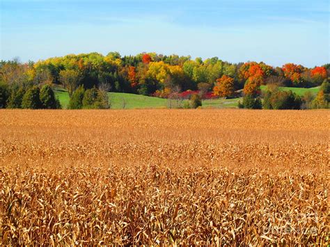 Corn Fields In Autumn Photograph