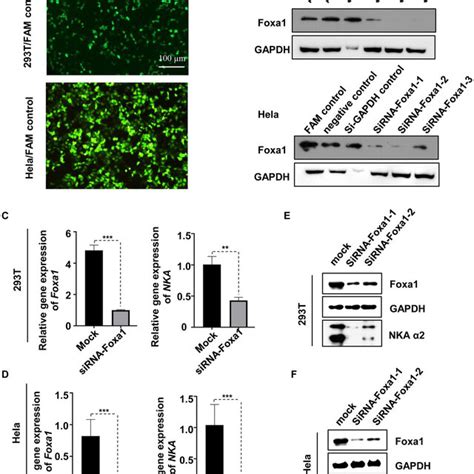 Decreased Expression Activities Of NKA In Foxa1 Knock Down Cell Lines