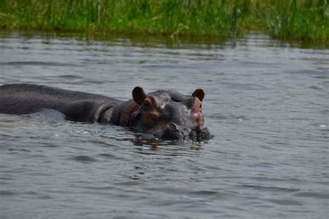 4 tägige Masai Mara und Lake Nakuru Big 5 Safari GetYourGuide