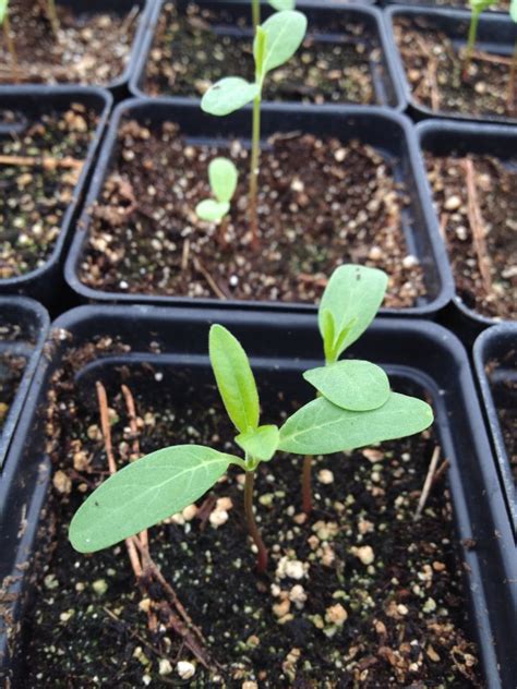 Several Seedlings In Trays With Dirt On The Ground