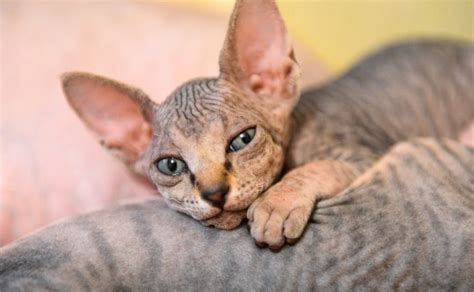 Top 4 Hairless Cat Breeds Letsgetpet