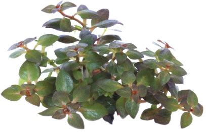 Ludwigia Palustris Mini Super Red In Vitro Cup Junai Nl