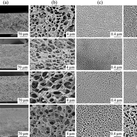 Sem Images Of Pvdf Membranes Prepared From Wt Pvdf A