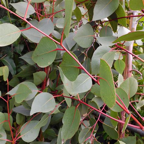 Native Trees Wombat Gully Plant Farm Geelong