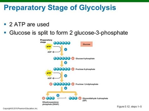 BIOCHEM 501 Exam 2 Review Flashcards Quizlet