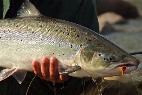 Brook Trout Archives Midcurrent Travel