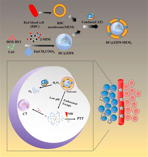 Frontiers Biomimetic ZIF8 Nanosystem With Tumor Hypoxia Relief