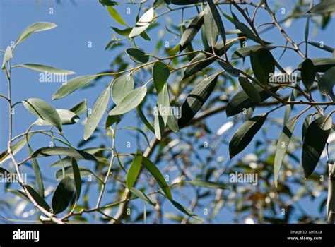 Eucalyptus Coccifera Fotos Und Bildmaterial In Hoher Aufl Sung Alamy