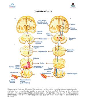 Transcripción clase 1 Neuroanato Embriología Sistema Nervioso