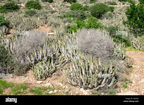 Cacti Euphorbia Echinus Growing In The Harsh Arid Environment On The
