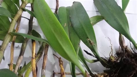 Unboxing Anggrek Dendrobium Takahashi Bulbophyllum Auratum Kayu