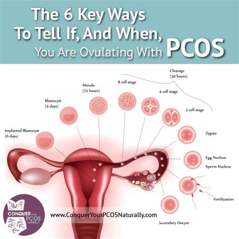 Ways To Tell If Youre Ovulating With Pcos Conquer Your Pcos Naturally