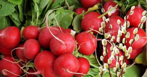 Ранняя редиска: методы выращивания - Со Вкусом
