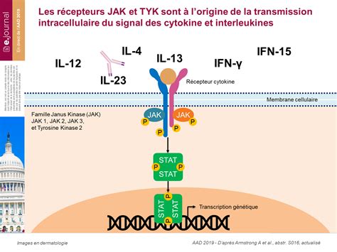 Les Inhibiteurs De JAK